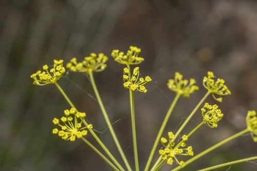 Image of Thapsia asclepium by (c) Eleftherios Katsillis, some rights reserved (CC BY)