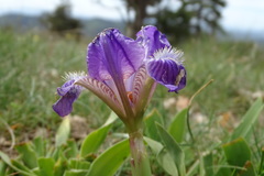 Iris lutescens lutescens