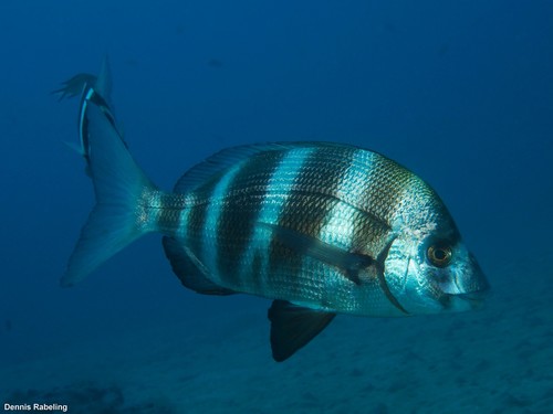 Horned Bream