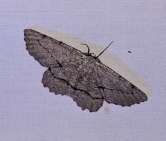 Lytrosis