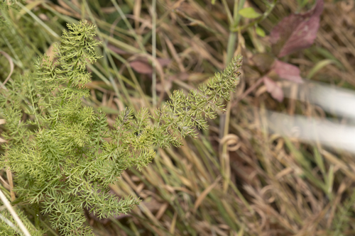 Image of Thapsia asclepium by (c) Eleftherios Katsillis, some rights reserved (CC BY)