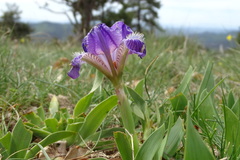 Iris lutescens lutescens