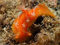 Plocamopherus maderae