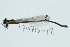 Acanthagrion ascendens