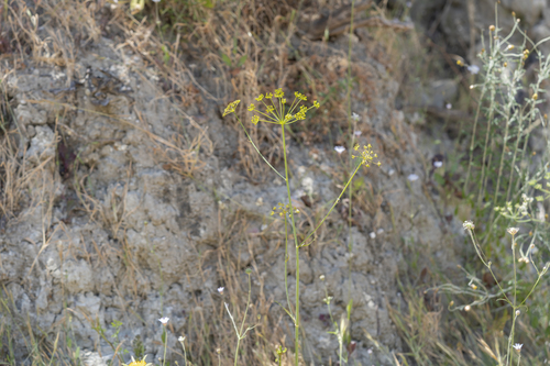 Image of Thapsia asclepium by (c) Eleftherios Katsillis, some rights reserved (CC BY)