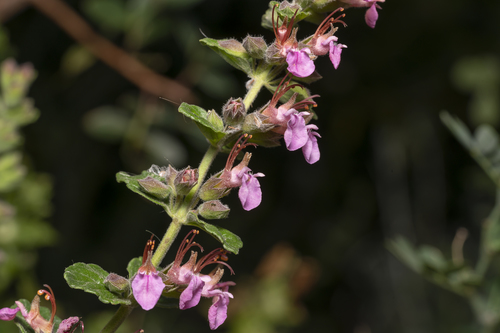 Image of Teucrium divaricatum by (c) Eleftherios Katsillis, some rights reserved (CC BY)