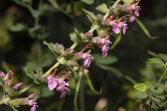 Teucrium divaricatum