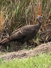 Meleagris gallopavo osceola