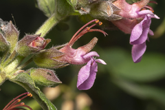 Teucrium divaricatum