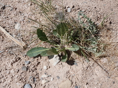 Oenothera longissima