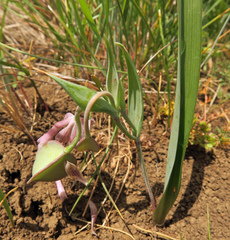 Calochortus tolmiei