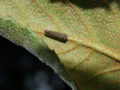 Macugonalia cavifrons