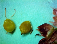 Rhynchospora harveyi