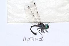 Micrathyria pseudeximia