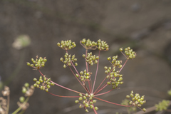Scaligeria napiformis