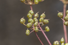 Scaligeria napiformis