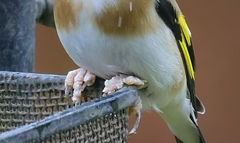 Knemidocoptes mutans