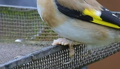 Knemidocoptes mutans