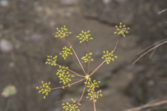 Scaligeria napiformis