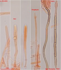Lasiobelonium variegatum
