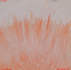 Lasiobelonium variegatum