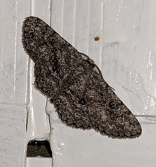 Hypomecis umbrosaria