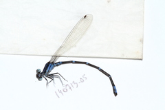 Argia oculata