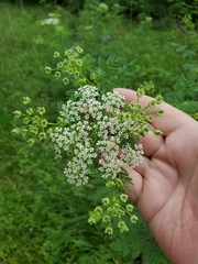 Conium maculatum