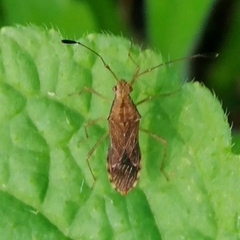 Hydarinae