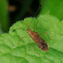 Hydarinae