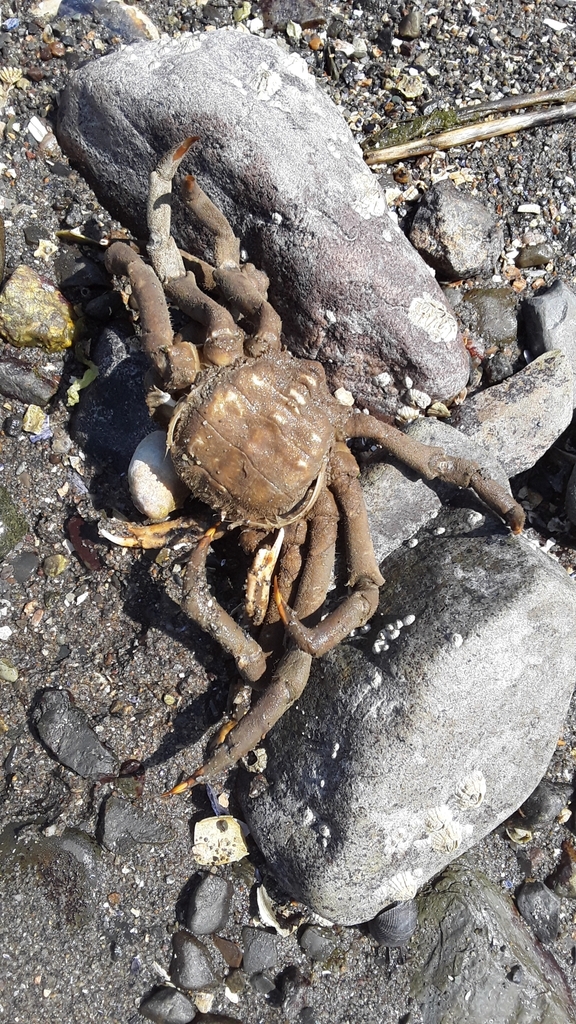 Portly Spider Crab from Hingham, Massachusetts 02043, ÉtatsUnis on May
