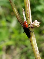 Languria bicolor