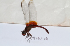 Erythrodiplax famula