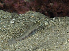 Gnatholepis thompsoni