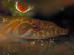 Lepadogaster candolii