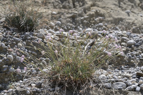 Image of Long-Haired Pink (Dianthus crinitus) by (c) Eleftherios Katsillis, some rights reserved (CC BY)