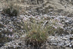 Dianthus crinitus crinitus