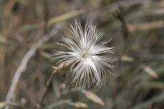 Dianthus crinitus crinitus