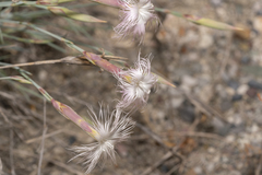 Dianthus crinitus crinitus