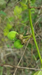 Decaloba