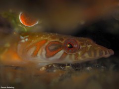 Lepadogaster candolii