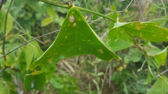 Decaloba