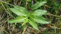 Tradescantieae