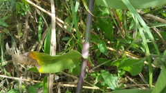 Tradescantieae