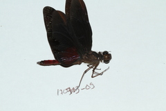 Diastatops pullata