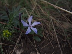 Vinca herbacea