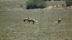 Damaliscus pygargus phillipsi