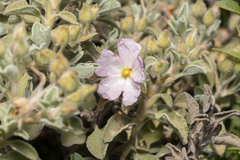 Cistus parviflorus