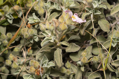 Cistus parviflorus