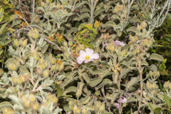 Cistus parviflorus
